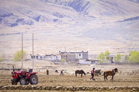 西藏高原春耕犁地