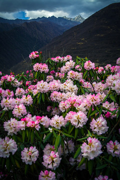 高山杜鹃花