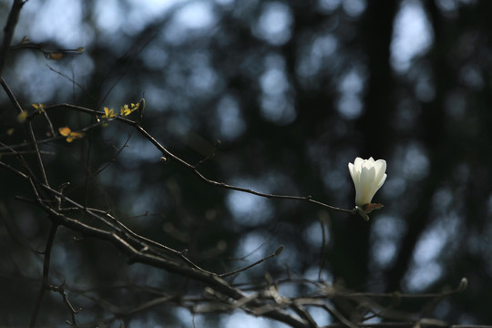 白玉兰花