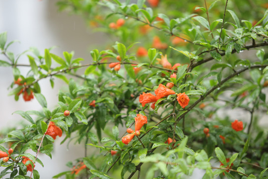 石榴花