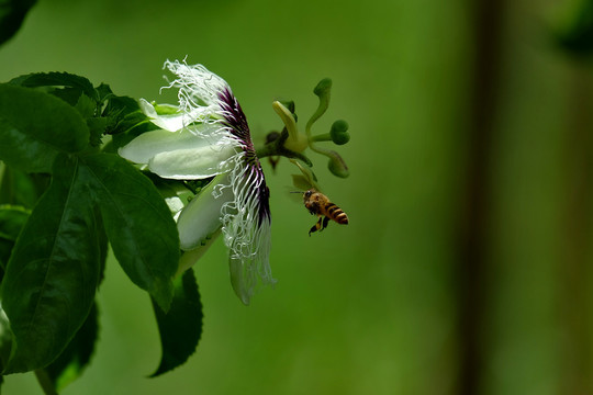 百香果花和蜜蜂