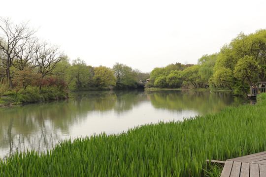 河滨水草