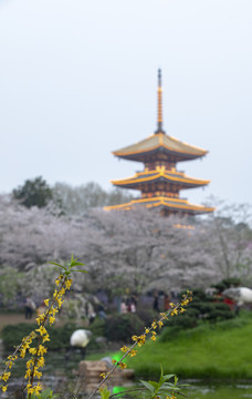 东湖樱园