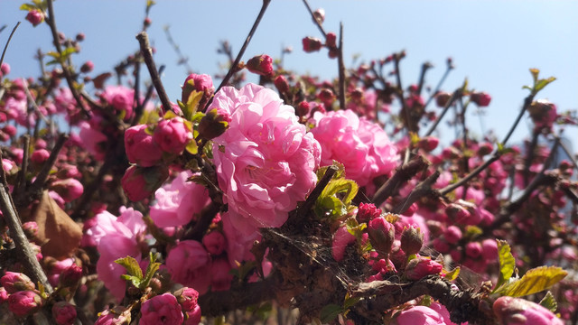 春天榆叶梅开花