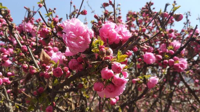 春天榆叶梅开花