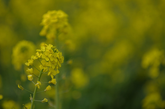 I清明节油菜花