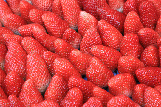 新鲜成熟红色草莓平铺特写