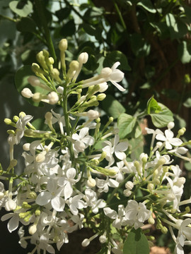 白色丁香花特写