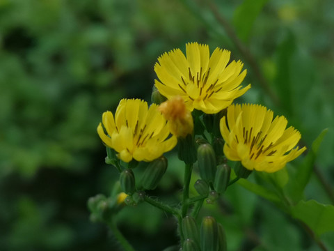 野花