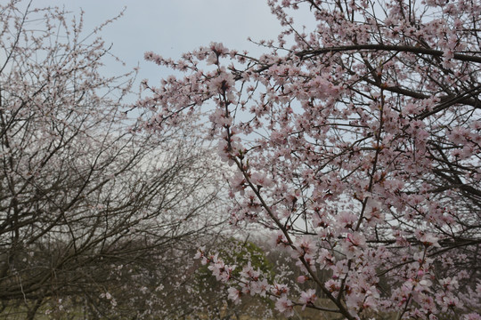 西安桃花