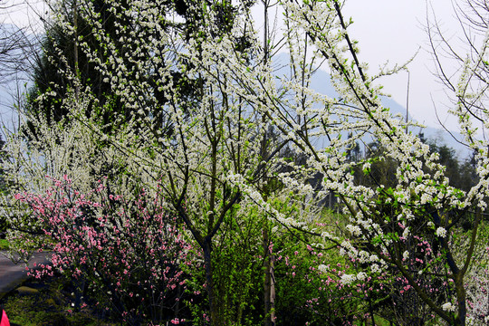 李花树