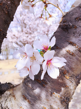 樱花早樱