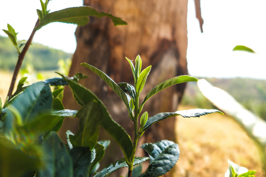 漏卧古树茶