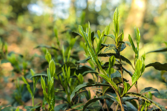 漏卧古树茶