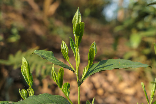 漏卧古树茶