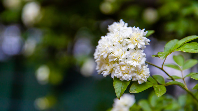 木香花