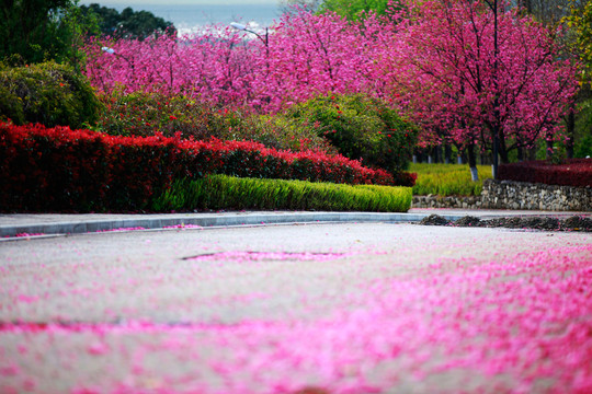 樱花路