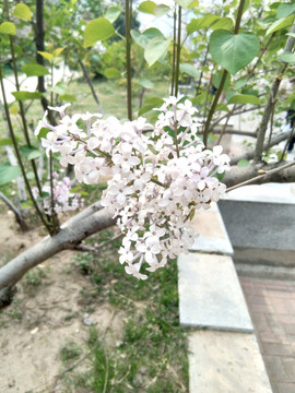 春天白色丁香花