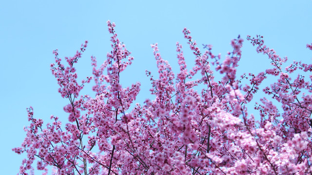 粉色樱花