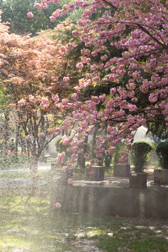 水雾与樱花