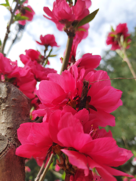 紫叶桃花