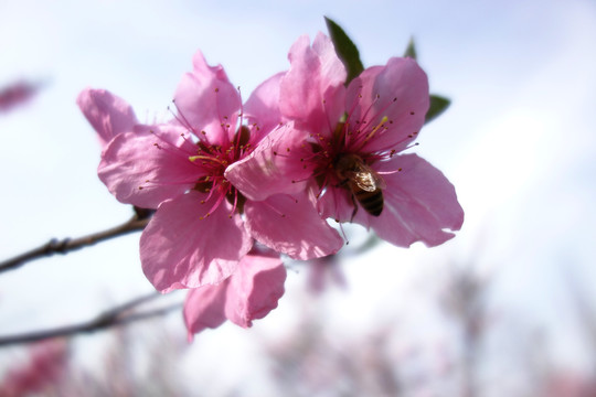 桃花特写