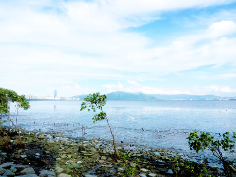 深圳湾风景