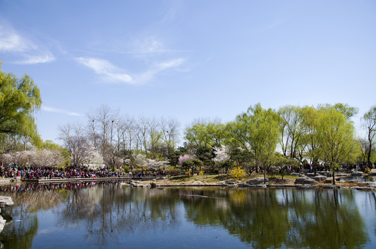 湖畔盛开的樱花林