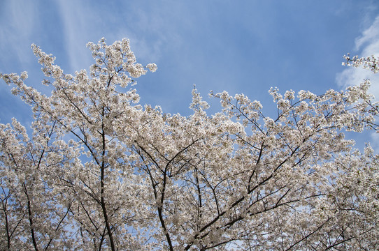 怒放的樱花