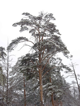 雪后美人松