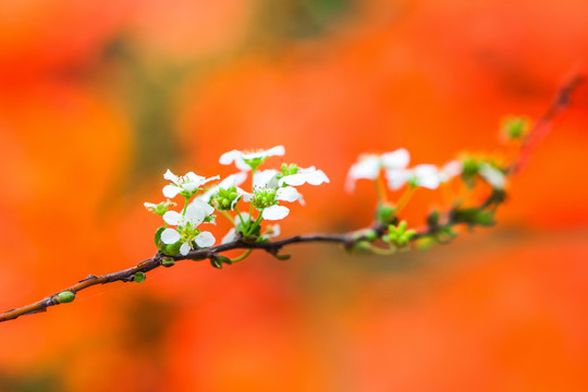 盛开的梨花