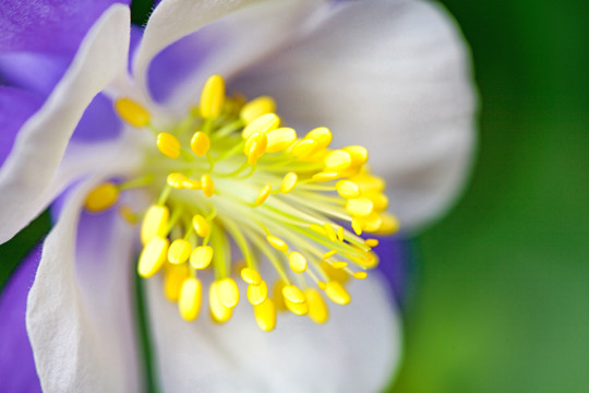 耧斗菜花卉特写