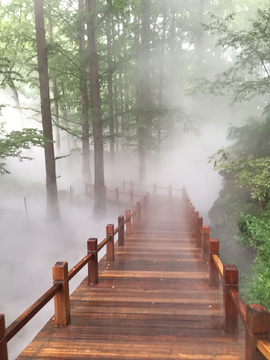 北京植物园栈道