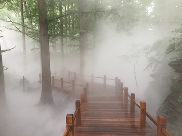 北京植物园水杉林喷雾景观