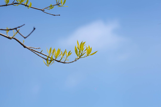 春色绿叶绿意盎然