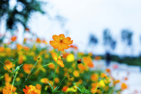 夏日格桑花