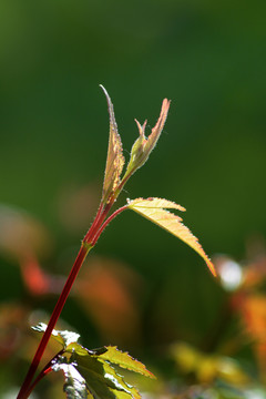 枝芽