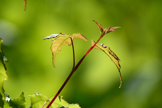 枝芽