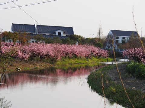 桃花源里人家