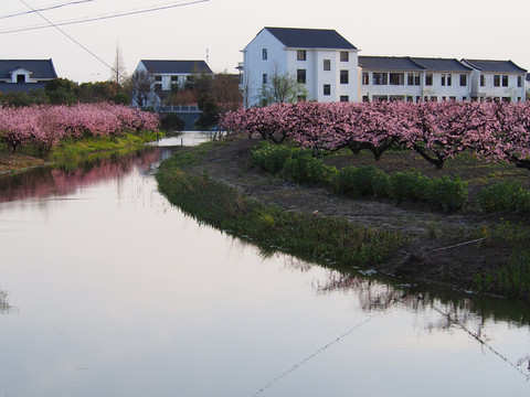 桃花源里人家