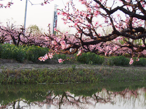 桃花源里人家