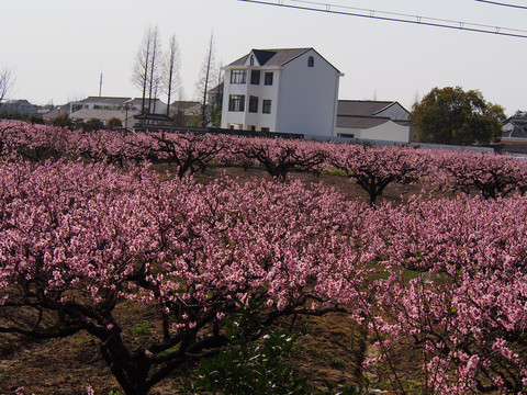 桃花源里人家