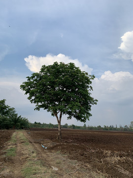 越南农村小树