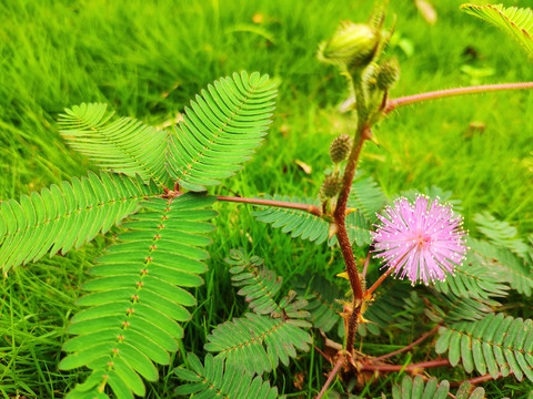 含羞草花