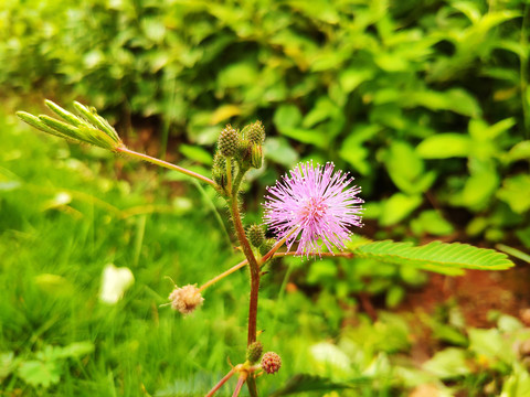 含羞草花