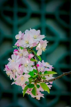 海棠花