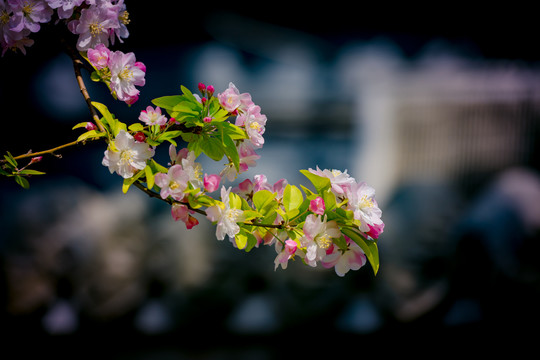 海棠花