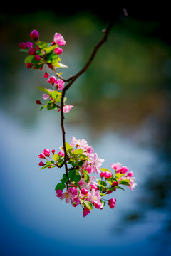 海棠花