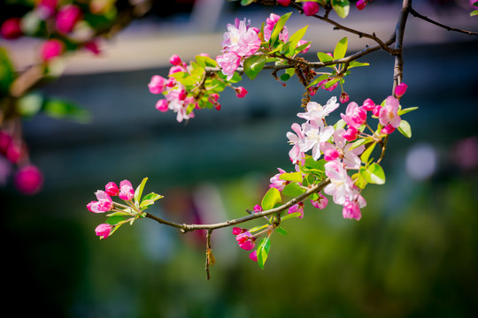 海棠花