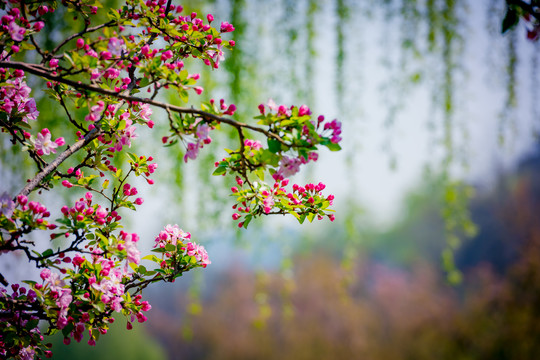 海棠花